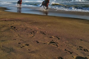 Rome on Horseback : Ancient Ostia & the beach with Aperitif