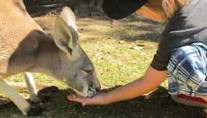 Forget Winnie the Pooh, Let's go to the Zoo!