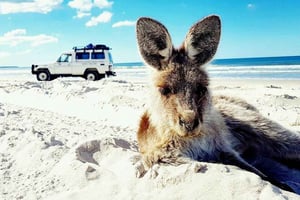 From Brisbane: Bribie Island Day Trip and 4x4 tour