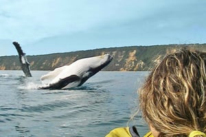 Noosa: Dolphin Sea Kayak & Beach 4X4 Tour (in National Park)