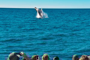 Mooloolaba: Whale Watching Cruise