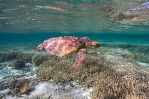 Mooloolaba: Turtle Snorkel & Swim at Mudjimba Island
