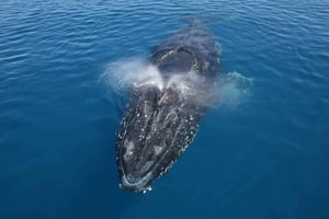 Noosa: Noosa Whale Watching Tour