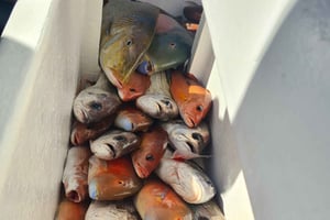 Sunshine Coast: Fishing Charters