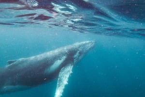 Sunshine Coast: Humpback Whale Cruise And Swim