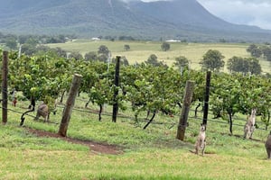 Vinsmaking i Hunter Valley | Privat dagsomvisning | Fra Sydney