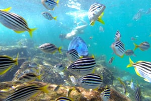 Unforgettable Summer Activities in Sydney: Your Must-Do List