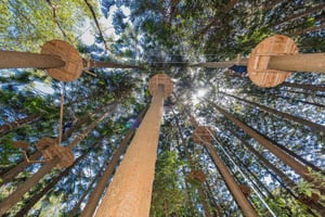 Pennant Hills: Pennanth Pennstill: Tree Ropes Course Session