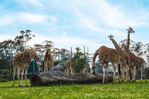Sydney: Privat tur i Featherdale Wildlife Park