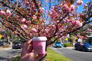 Roos, Blues & Views - Excursion d'une journée dans les Blue Mountains avec déjeuner