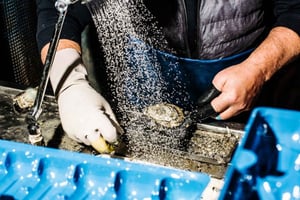 Visite découverte du marché aux poissons de Sydney