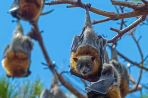 Сидней: Тур 'Летучая лисица', самые большие летучие мыши Австралии