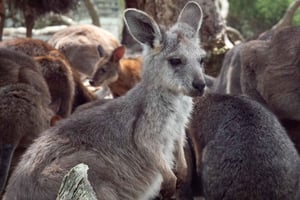 Sydney - Natur og dyreliv Natur og dyreliv - Australia på én dag