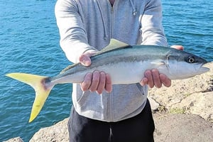 Sydney: Kalastusretki rannikolla kalastusvälineillä