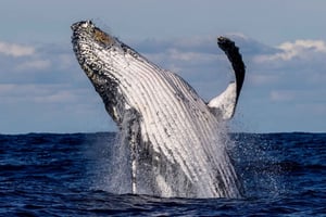 Sydney: Naturskjønn hvalsafari – hvaler garantert