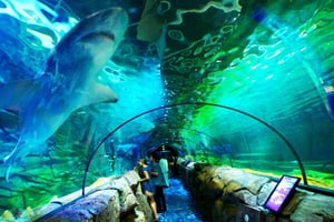 Sydney: bilet wstępu do oceanarium SEA LIFE