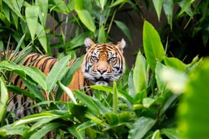 Sydney: Taronga Zoo Ticket mit Rückfahrt mit der Fähre