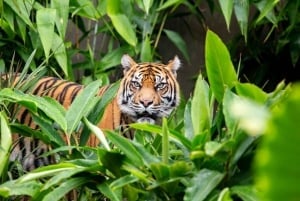 Sydney: Tarongan eläintarhan lippu ja paluulautta