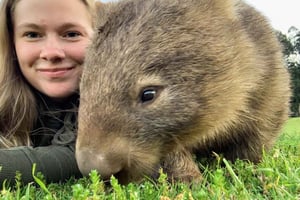 WILD Wombats og kænguru-oplevelse, alt inklusive, Sydney