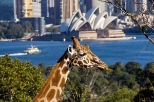 Taronga Zoo Liput