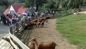 Flying Cow Ranch W-Sep