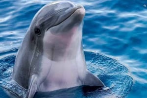 Z Tajpej do Yilan: delfiny, fale i szepczące drzewa