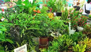 Targ Kwiatów Świątecznych Jianguo