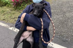 瑞芳：SPCAと 함께하는動物保護施設ボランティアツアー