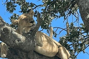 #1.Лучший однодневный сафари-тур в Тарангире - ИСМАНИ ТУРЫ И САФАРИ