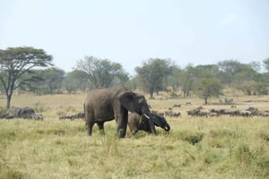 Viagem de 1 dia a Tarangire