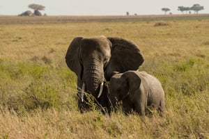 1 Tagestour Tarangire-Nationalpark
