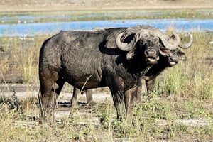 2-дневное сафари из Занзибара в Ньерере с перелетом