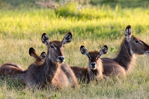 2-tägige Safari zu den Naturwundern Afrikas