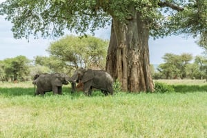 2-dagars bekväm safari från Dar-es-Salaam till Mikumi N Park