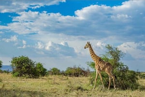 2-tägige Safari von Sansibar zum Tarangire-Nationalpark und Ngorongoro-Krater