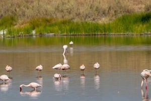 2日間セロウスゲーム保護区カー＆ボートサファリ