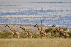 2-dniowe pół-luksusowe safari z Zanzibaru dla nowożeńców.