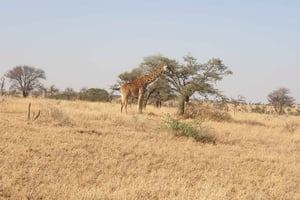 2-dages safari i Tanzania til Tarangire og Ngorongoro
