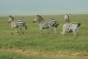 Safari compartido de 2 días y 1 noche por el PN Mikumi: desde Dar es Salaam