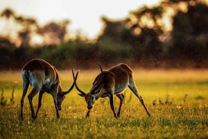 2 dagar 1 natt Nyerere National Park från Zanzibar med flyg