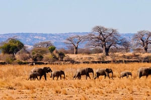 2 days 1 night Nyerere national park from Zanzibar by flight
