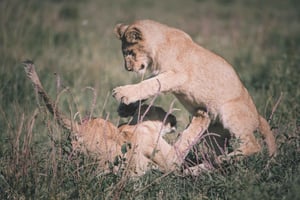 2 jours Tarangire et Ngorongoro (camping commun)