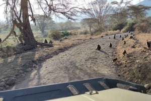 Safari de 2 jours dans le Tarangire et le cratère du Ngorongoro Rejoindre le groupe