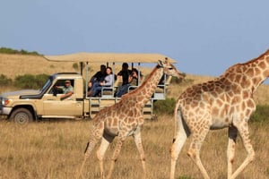 3 päivän afrikkalainen safarikokemus Mikumin kansallispuistossa