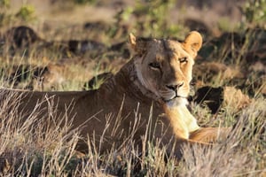 Safari de 3 jours en camping au Serengeti et au cratère du Ngorongoro