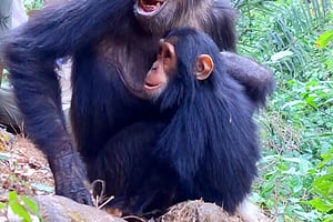 3 días de trekking con chimpancés en Gombe, kayak y turismo por la ciudad