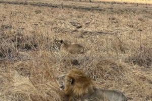 3-Day Mikumi Wildlife & Culture Adventure from Zanzibar