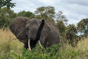 ザンジバル発 ニエレレ国立公園3日間サファリ（航空券付き）