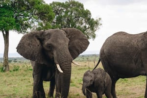 3-daagse safari van Zanzibar naar Mikumi Park met de elektrische trein