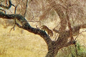 Safari de 3 días de Zanzíbar al Parque Nyerere en barco, coche y avión